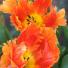 Tulip 'Orange Favourite'