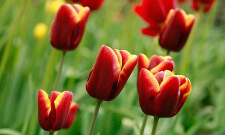Tulip 'Abu Hassan'