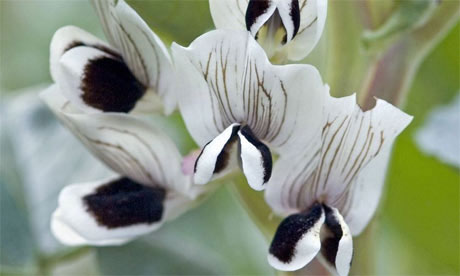 Broad bean 'Aquadulce Claudia'