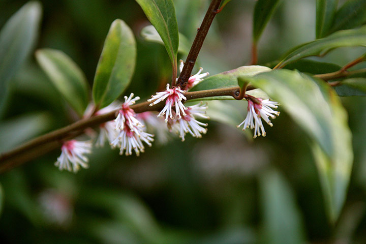 Winter-flowering plants: Sarcococca hookeriana var digyna
