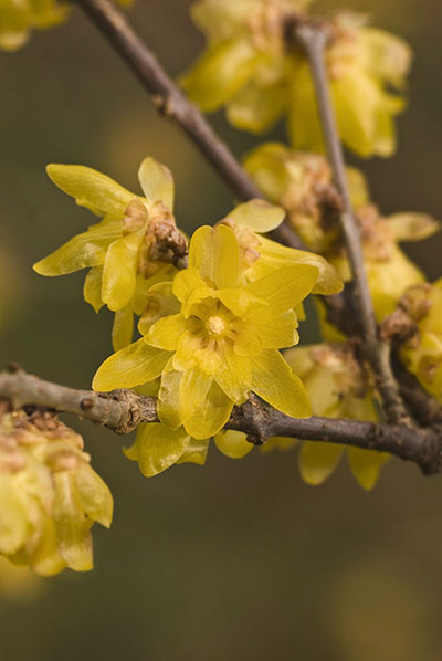 Winter-flowering plants: Chimonanthus praecox var. luteus