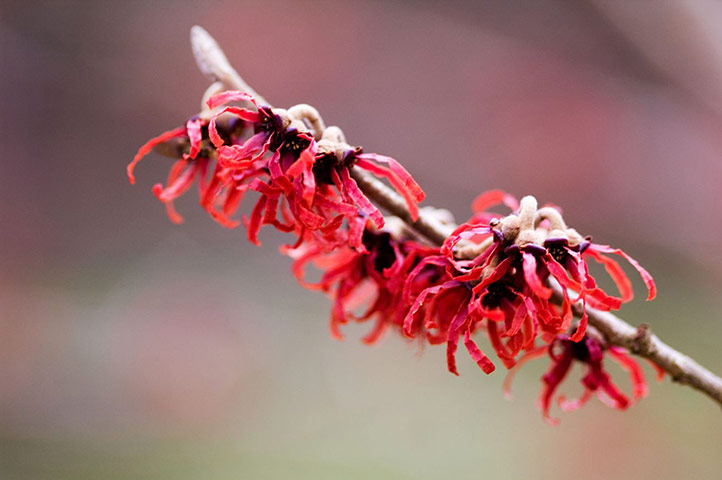 Winter-flowering plants: Hamamelis intermedia 'Diane'