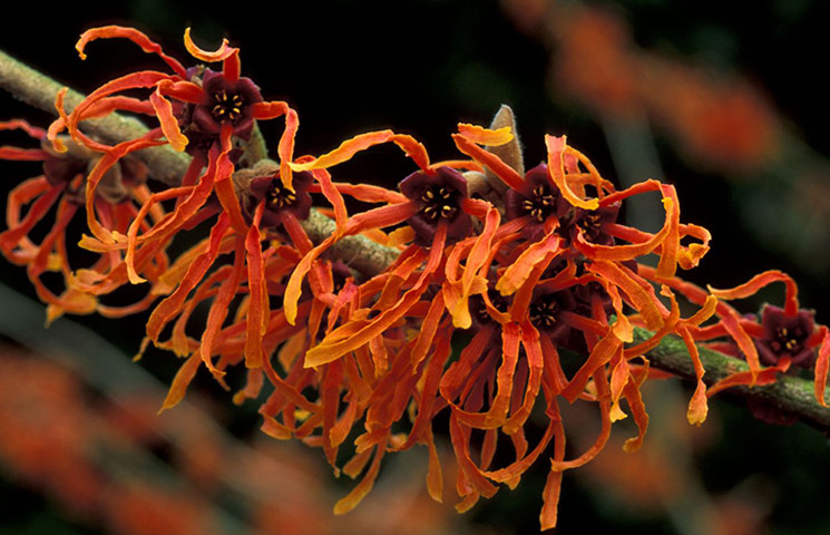Winter-flowering plants: Hamamelis x intermedia 'Jelena'