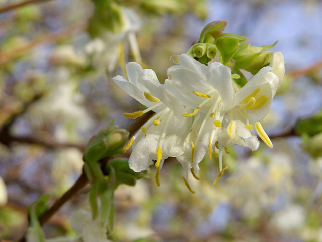 Winter-flowering plants: Lonicera x purpusii
