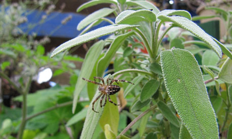 Samoan Moss Spider