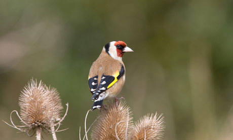 A goldfinch on teasel seedheads