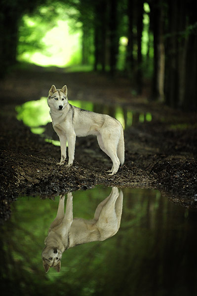 Notebooks: Dog Portrait