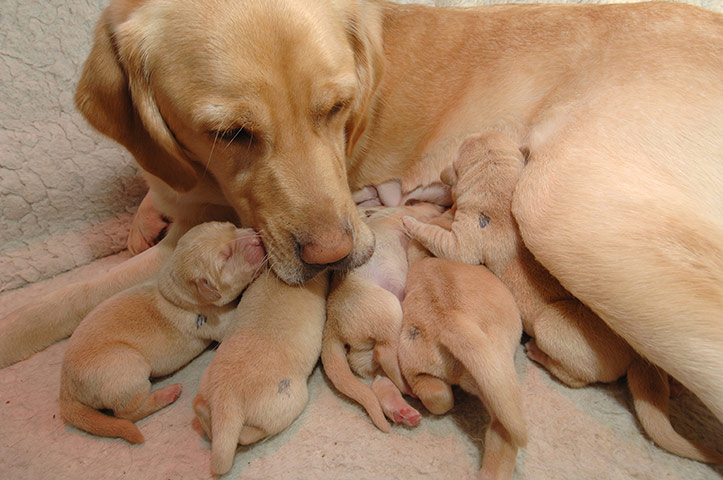 Guide dogs: Guide dog pups
