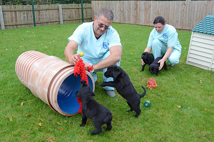 Guide dogs: Guide Dogs National Breeding Centre