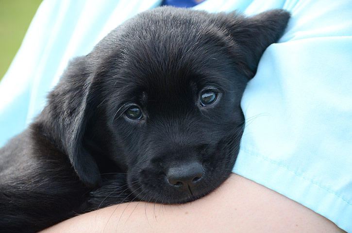 Guide dogs: Dog welfare experts