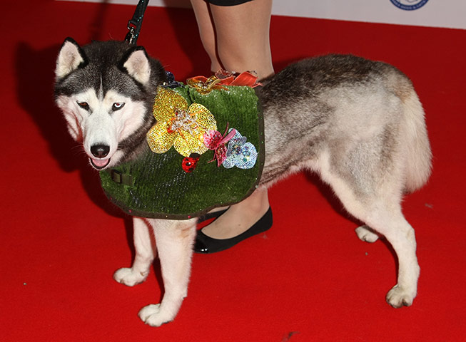 Dogwalk: Jenny Packham-designed dog coat