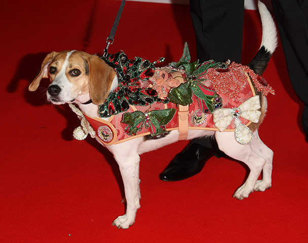 Dogwalk: Vivienne Westwood-designed dog coat