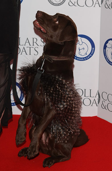 Dogwalk: Philip Treacy-designed dog coat