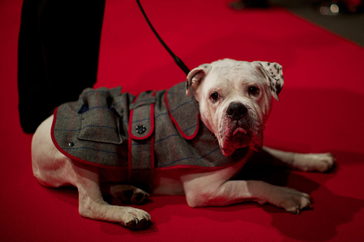 Dogwalk: A dog is walked along the red carpet for