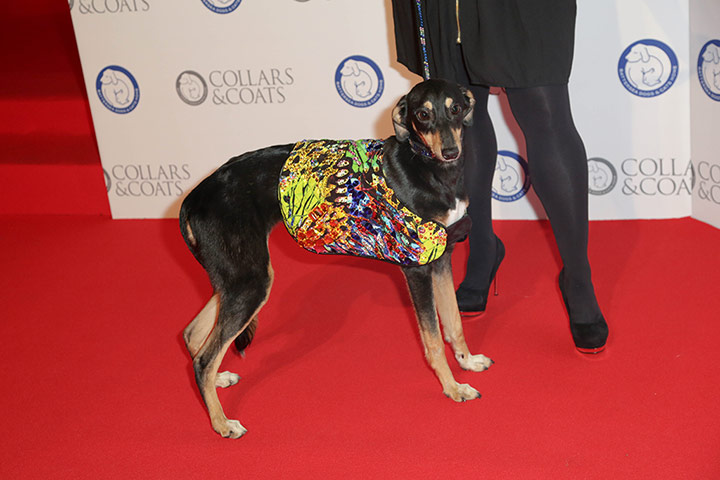 Dogwalk: Julien Macdonald-designed dog coat