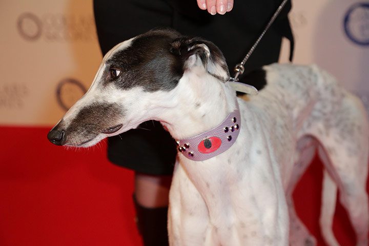 Dogwalk: Faberge dog collar