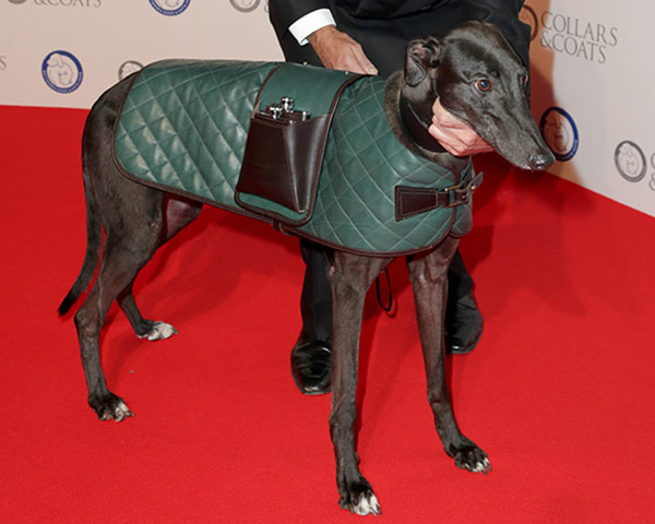 Dogwalk: Trevor Pickett-designed dog coat