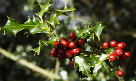 Holly-berries-in-the-New--008.jpg