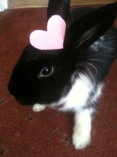 Readers valentines pics: Readers' Valentine's pictures: Miska the rabbit