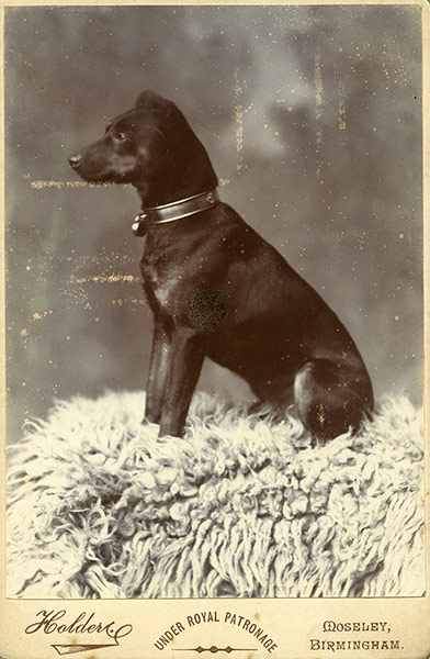 Manchester terriers: A cabinet card
