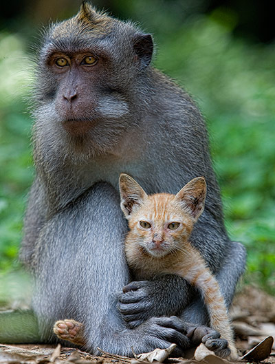 Unlikely animals friends: The macaque and the cat