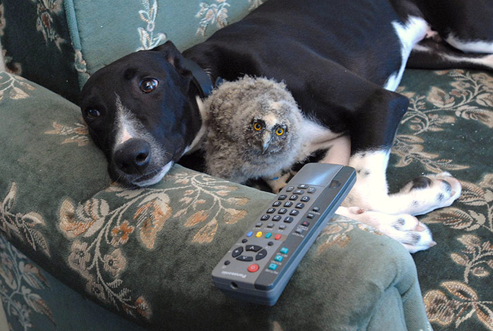 Unlikely animals friends: The greyhound and the owlet