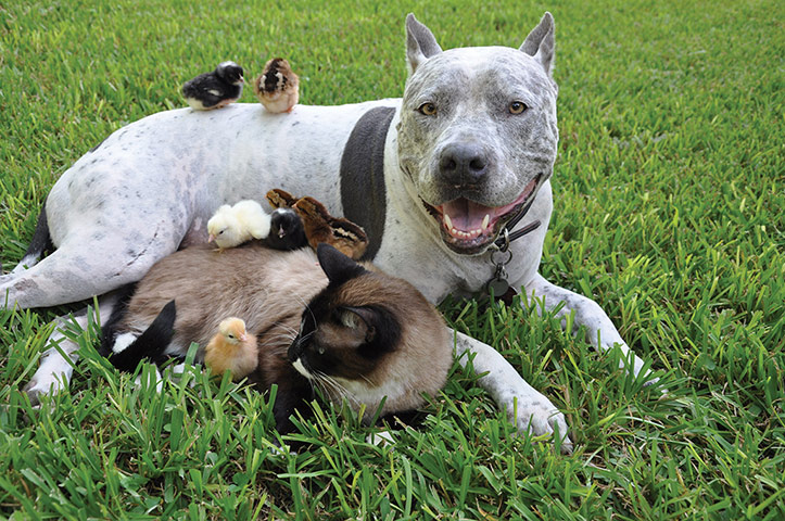 Unlikely animals friends: The pitbull, siamese cat and chicks