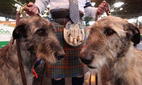 Crufts: Irish wolfhounds