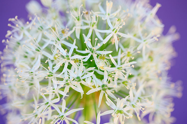 White garden: Allium 'Mount Everest'