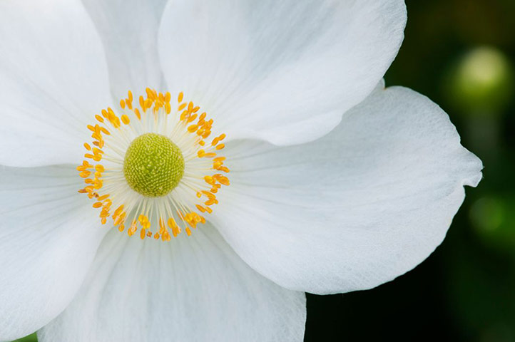 White garden: Anemone hybrida 'Honorine Jobert'