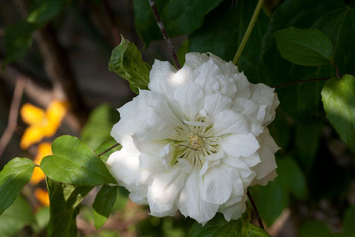 White garden: Clematis 'Duchess of Edinburgh'