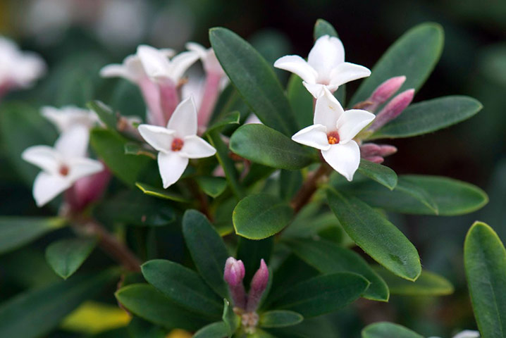 White garden: Daphne x transatlantica 'Eternal Fragrance'