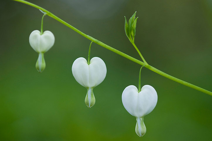 White garden: Dicentra spectabilis 'Alba'