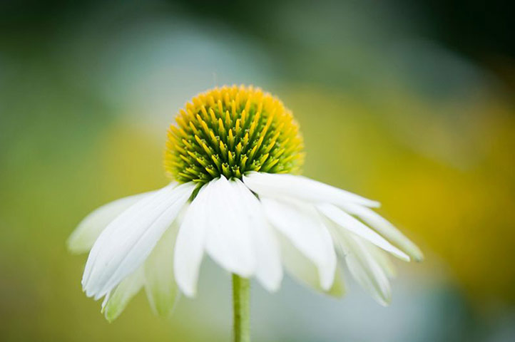 White garden: Echinacea purpurea 'White Swan' 