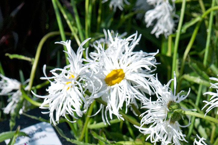 White garden: Leucanthemum 'Old Court'