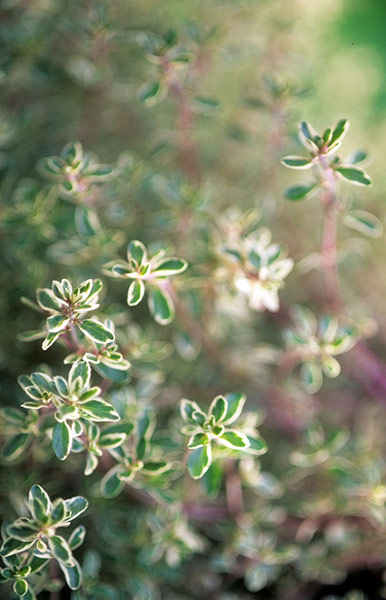White garden: Thymus 'Silver Posie'