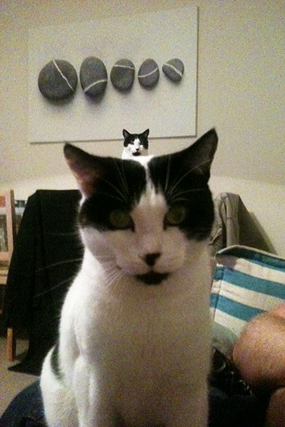 Best catcessory: Rocky