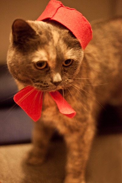 Best catcessory: Bear