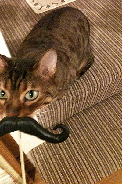 Best catcessory: Izzy