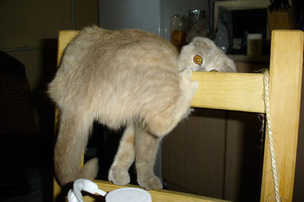 Catrobatics: Sergey Lebedev