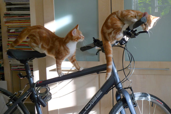 Catrobatics: Mac and his brother Tim