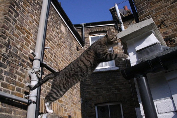 Catrobatics: Tom Downer