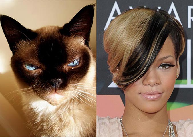 Cat lookalikes: Lookalike cat: Boni and Rihanna