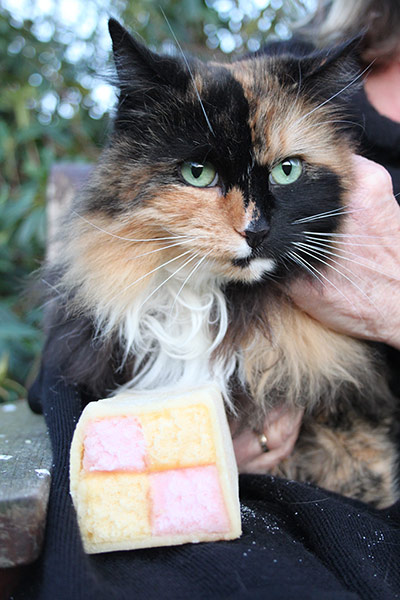 Cat lookalikes: Battenburg cat