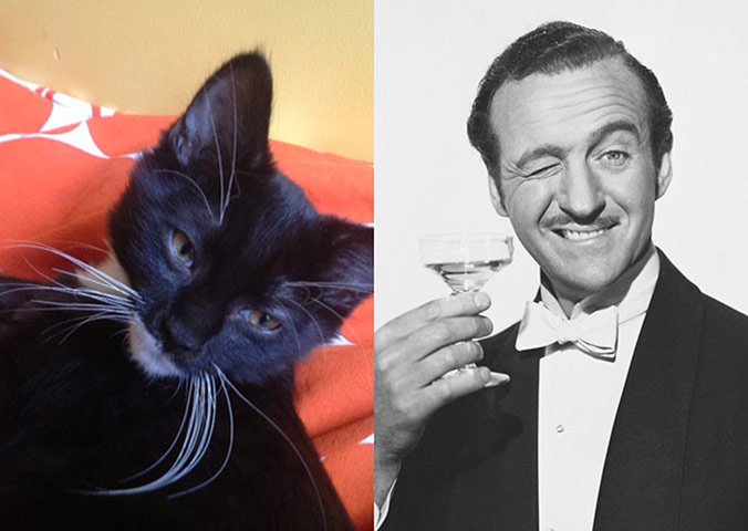 Cat lookalikes: Lookalike cat: Don Gato versus David Niven