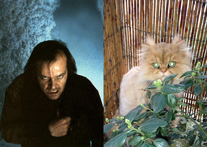 Cat lookalikes: Cat lookalikes: Mungo as Jack Nicholson