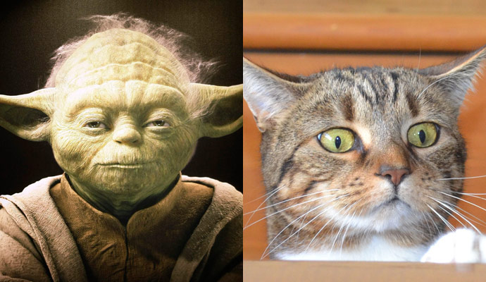 Cat lookalikes: Cat lookalike: Parsley aka Yoda