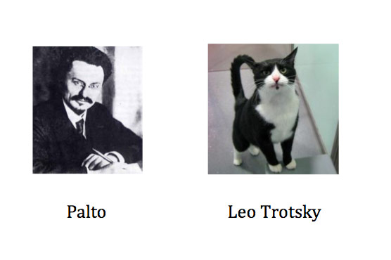 Cat lookalikes: Lookalike cat: The General Palto versus Leo Trotsky