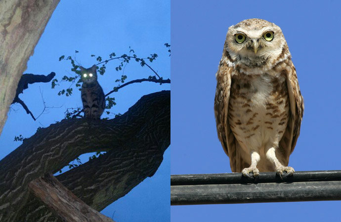 Cat lookalikes: Lookalike cat: Percy the owl