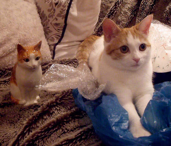 Cat lookalikes: Lookalike cat: Ziggy Stardust and her porcelain doppelgänger 